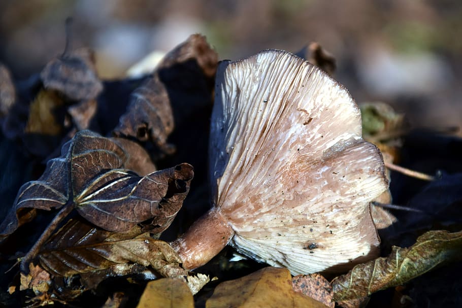 Seta Suelo Del Bosque Oto O Bosque Seta Del Bosque Naturaleza