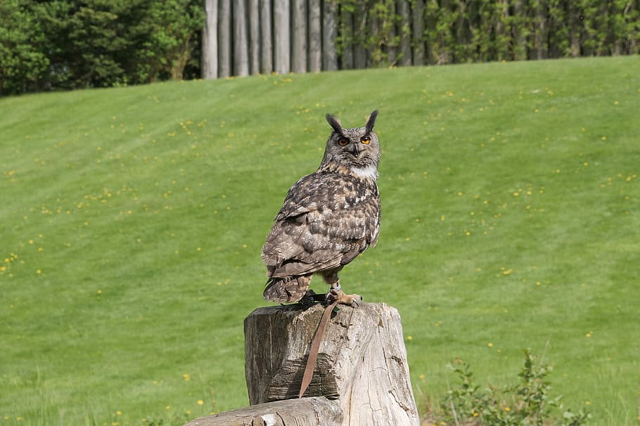 Marlow Bird Park