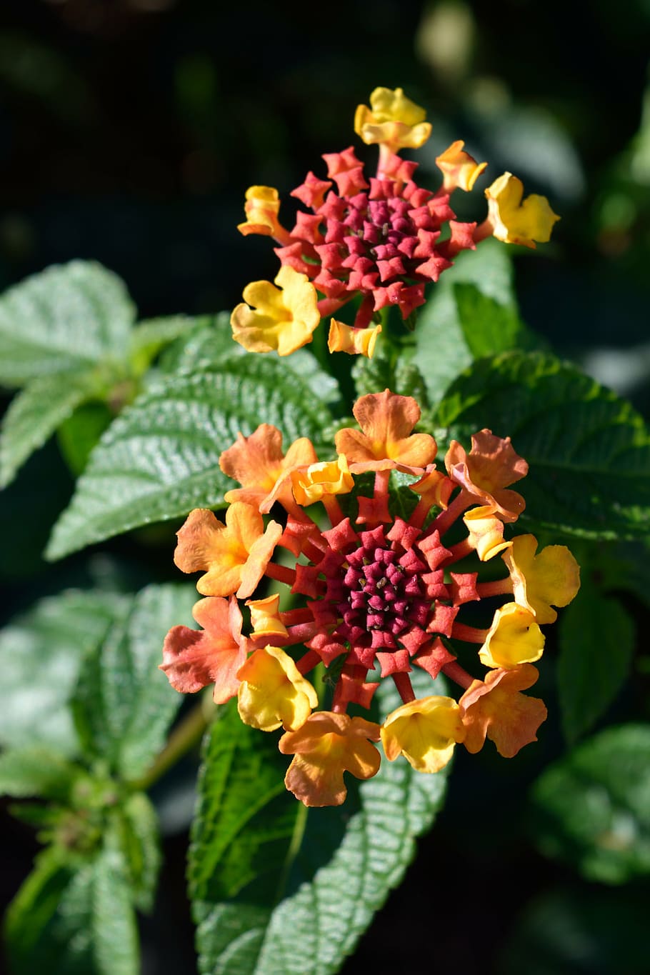 Lantana Camara Lantana Flower Nature Bloom Blossom Orange Yellow