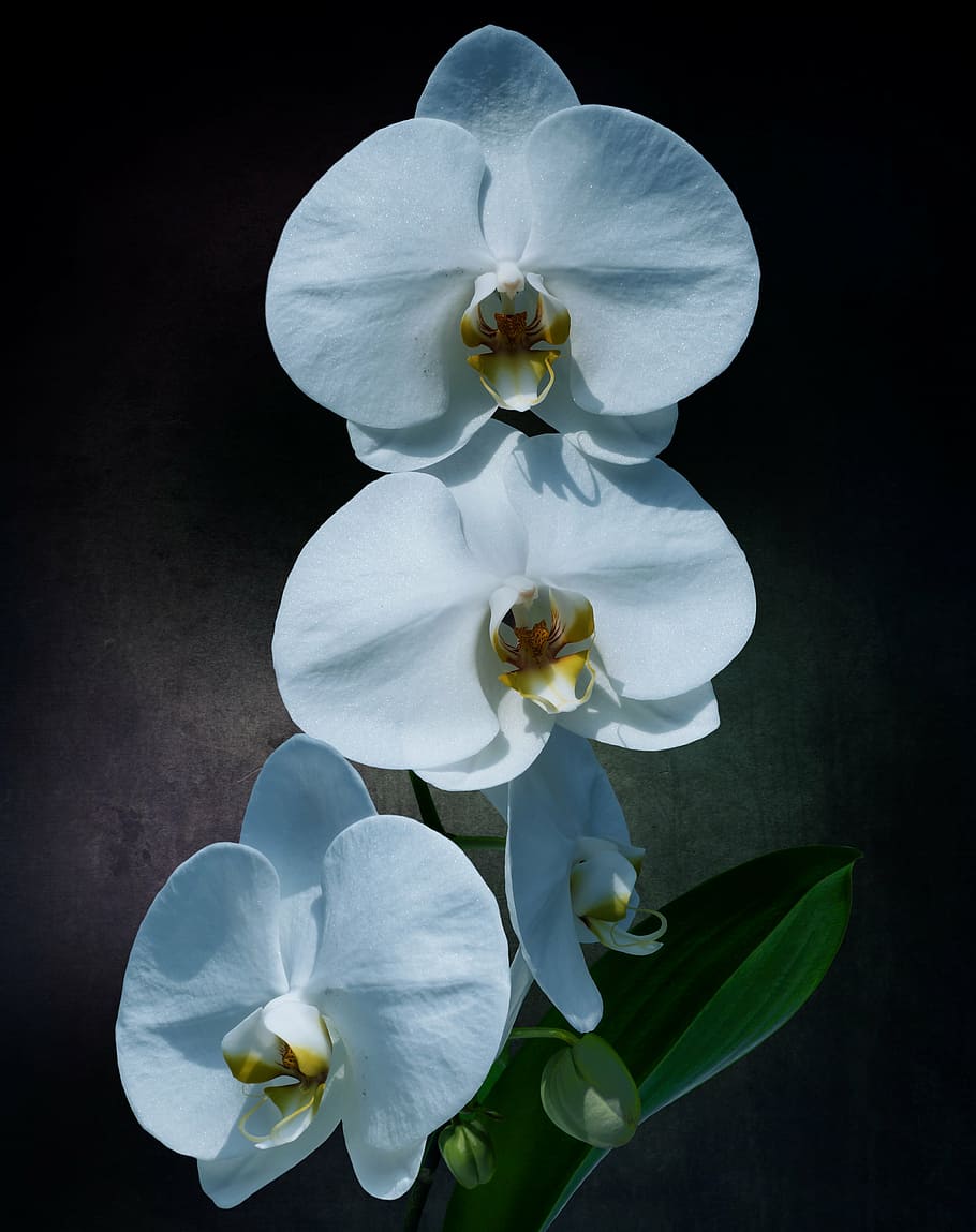 Орхидея Тиара Фото