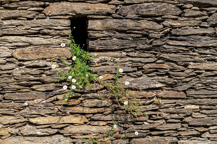 Margarita Pared Flor Naturaleza Florecer Muro De Piedra Piedras