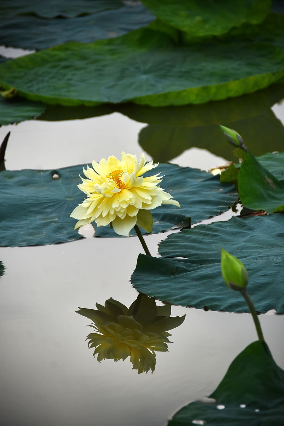 flores de loto floreciente agua ao flor loto meditación oro