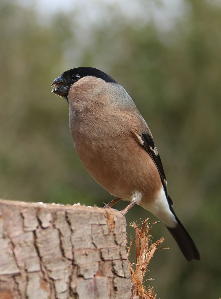 Bullfinch Female Bird Nature Finch Spring Avian Plumage Beak