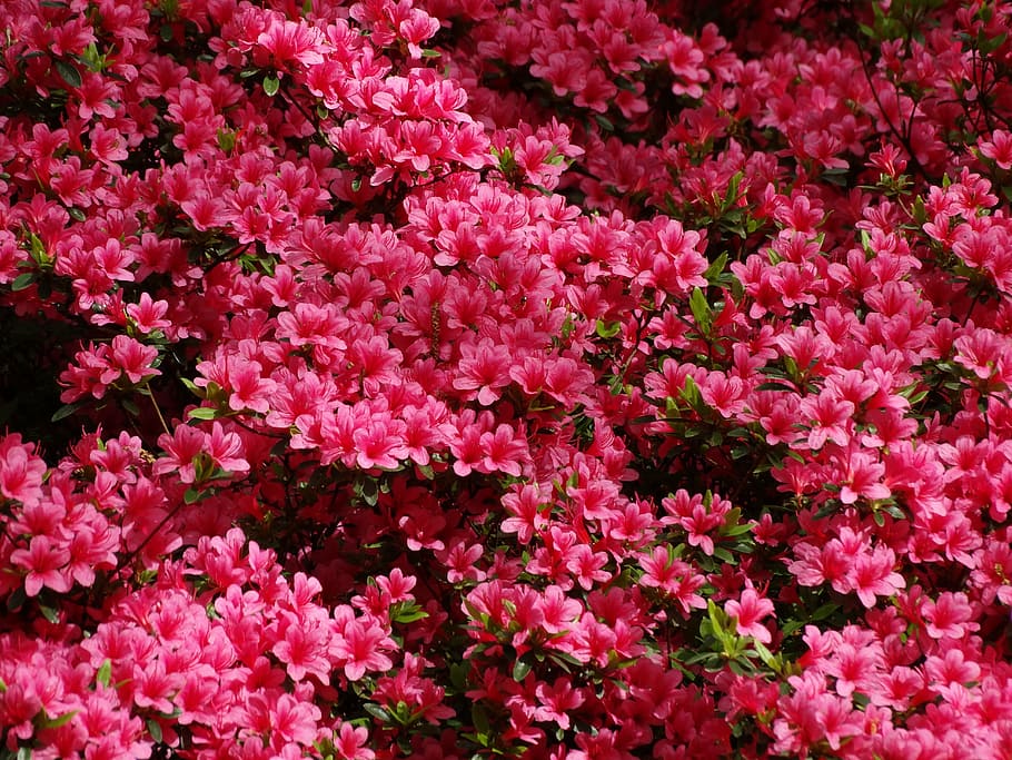 Azalea Rosa Keukenhof Primavera Flor Planta Naturaleza Planta