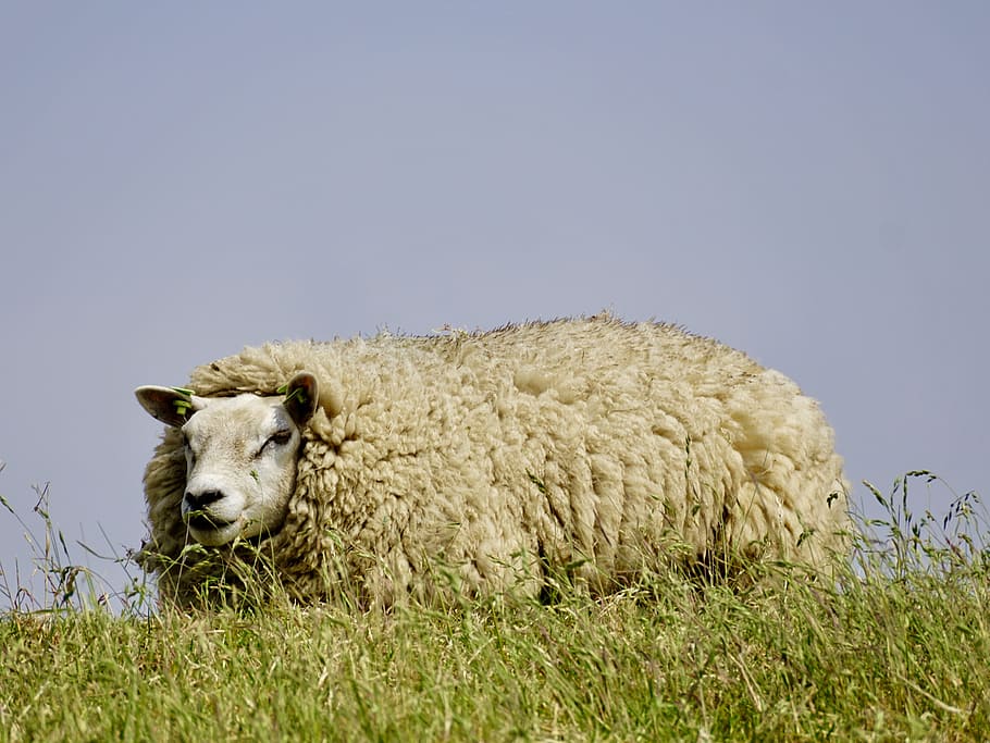 Шерсть овцы фото