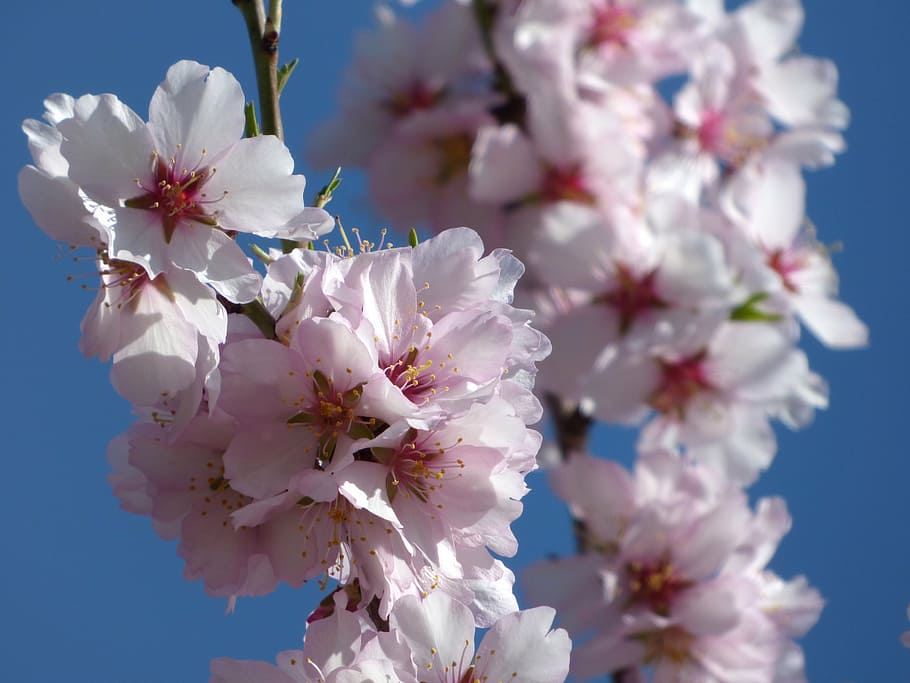 Details Picture Almendro Florecido Abzlocal Mx