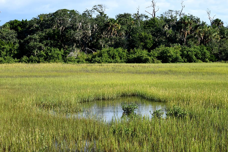 The swamp natures toilet public