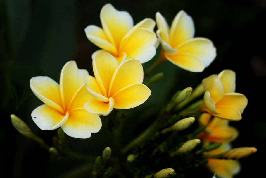 プルメリア カンボジア 植物 自然 庭 熱帯 花 インドネシア語 黄色 フランジパニ Pxfuel