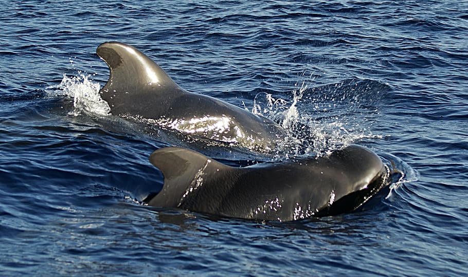 pilot whales, wal, sea, water, nature, travel, mammal, animal wildlife, animals in the wild, animal