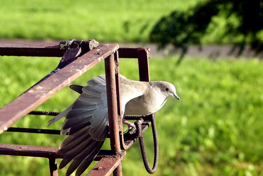 dove, bird, wings, side, poses, messenger, pen, angle, balcony, vertebrate