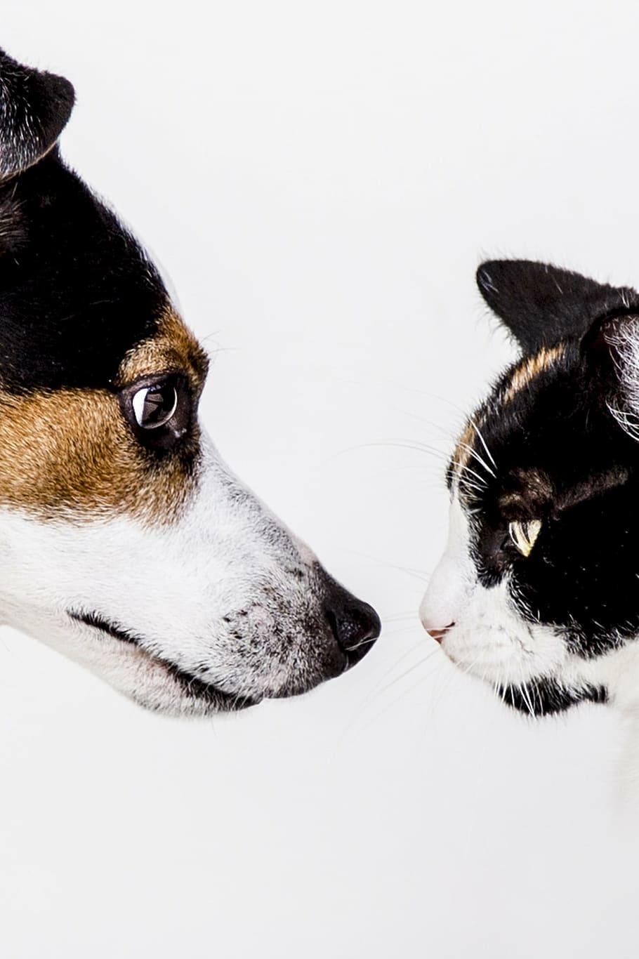 cão preto e marrom e branco, gato, branco, fundo, gatos, cão, animal, cães, animais, animal de estimação