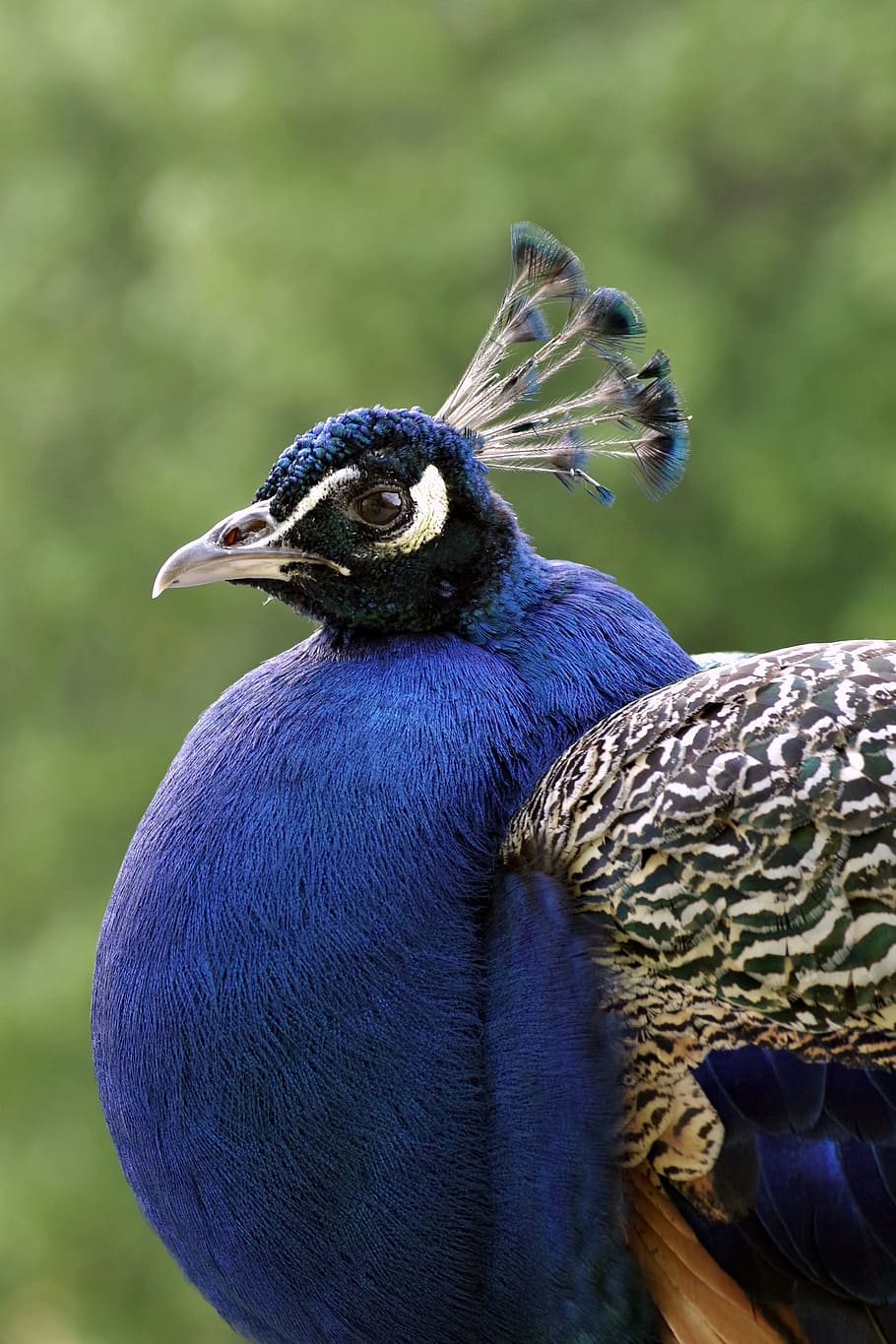 Peacock, Bird, Proud, Pen, blue, tom, the head of the, mechones, verticalmente, park