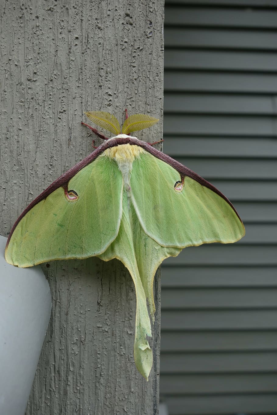 luna moth, actias luna, antenna, plant, leaf, plant part, close-up, wall - building feature, nature, green color