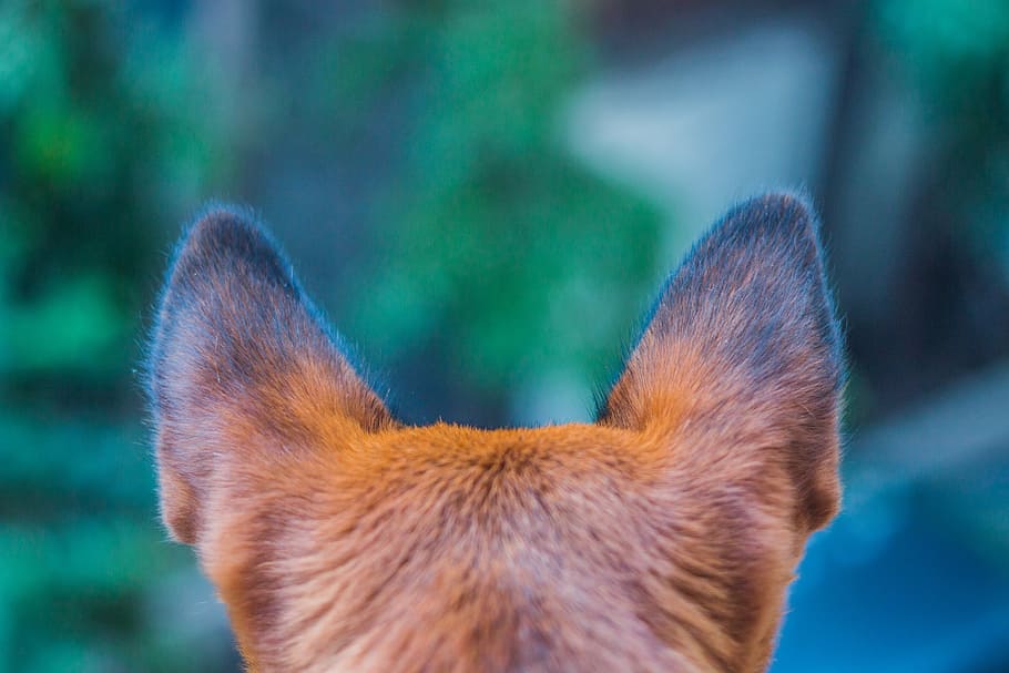 closeup, photography, dog ears, dog, paw, animal, pet, puppy, cute, canine