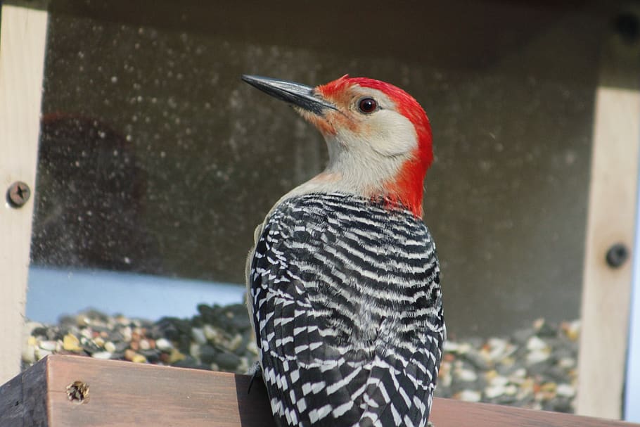 bird, nature, bird feeder, red-bellied woodpecker, wildlife, wild, natural, vertebrate, one animal, animals in the wild
