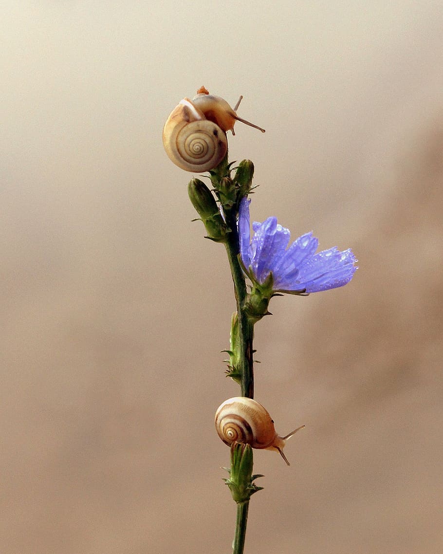 purple petaled flowers, snails, flower, blue, climbing, nature, fragility, one animal, insect, animal themes