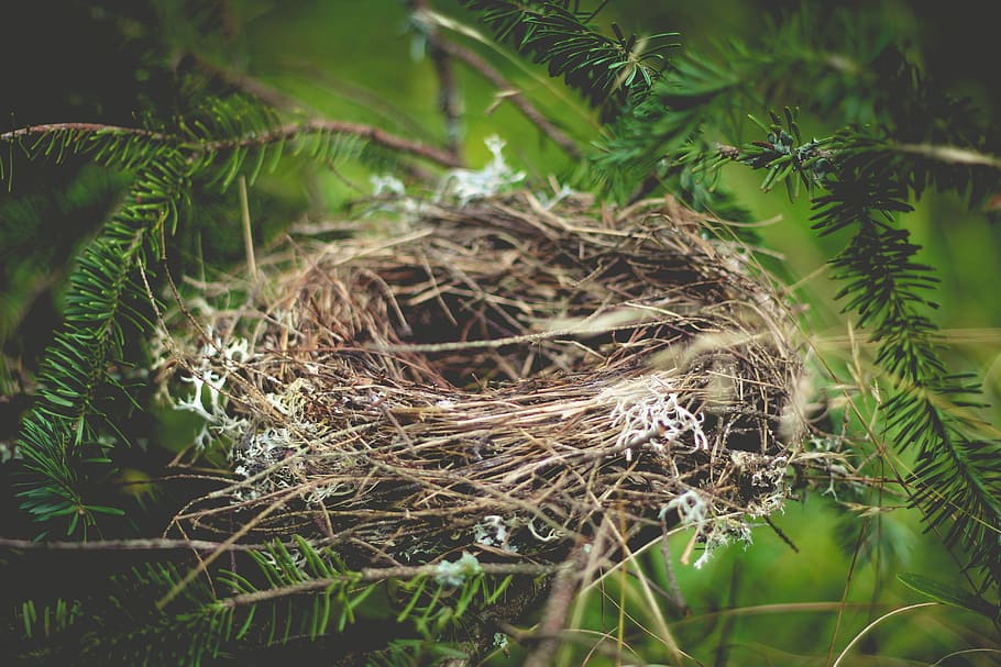 marrón, nido de pájaro, árbol, nido, vacío, inicio, animal, paja, vida silvestre, rama
