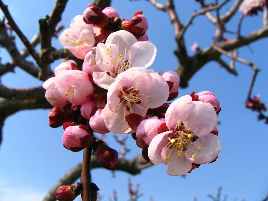 selective, focus photography, pink, cherry, blosoms, blossom, nature, spring, plant, cherry blossom