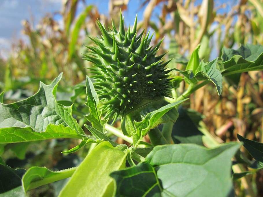 datura stramonium, jimson weed, devils snare, flora, thorny, poisonous, weed, botany, species, plant