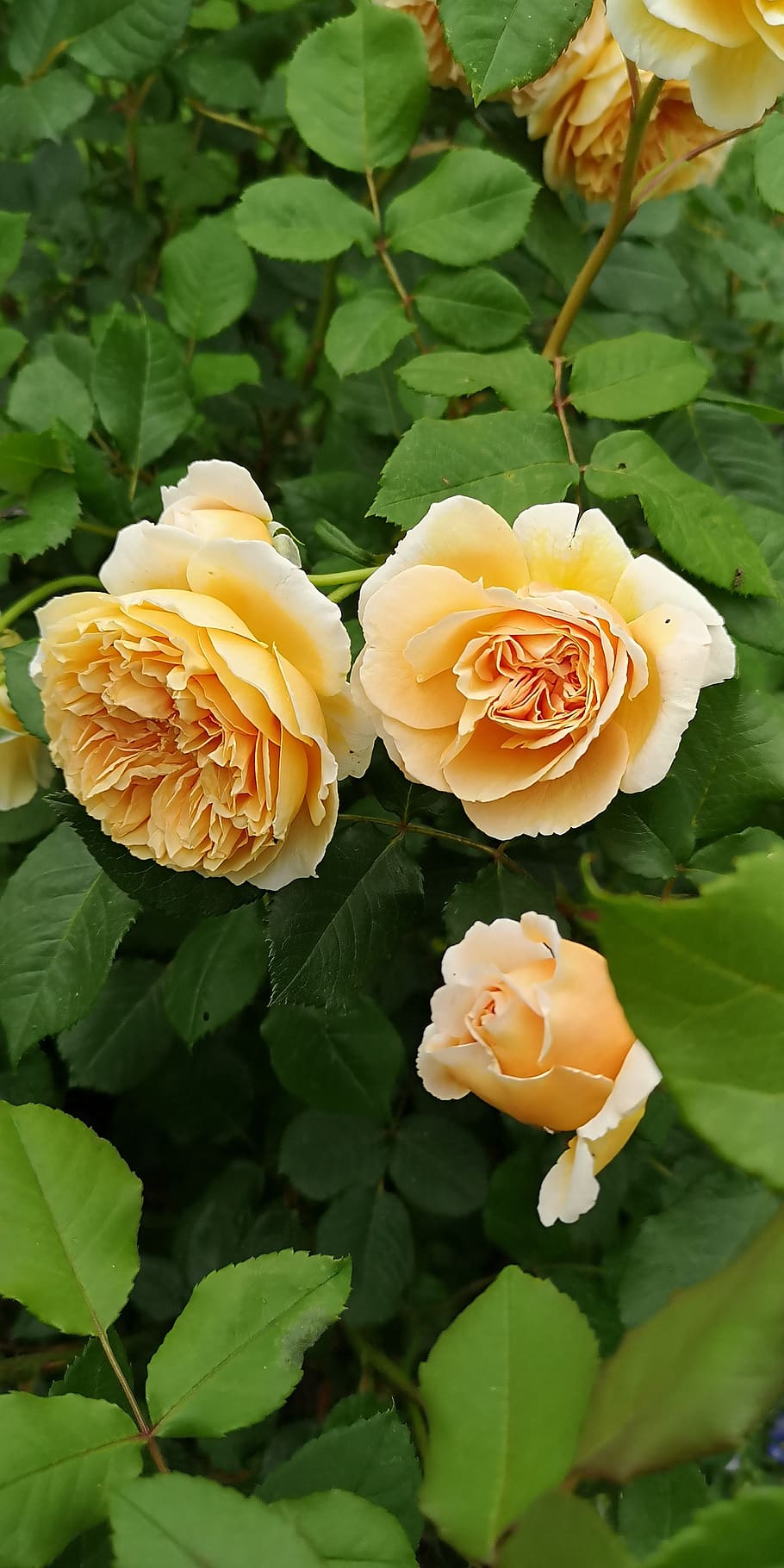 rose dream, garden, summer, rose bloom, flowers, romantic, flower, plant, beauty in nature, flowering plant