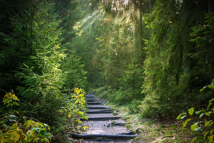 pathway, around, green, trees, forest, light beam, sun, sunbeam, light, morgenstimmung