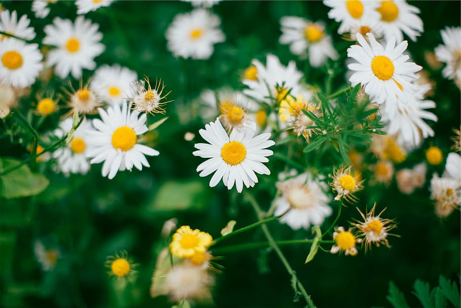 白いデイジーの花, 白, 黄色, 花, フォーカス, レンズ, 写真, デイジー, 庭, 植物