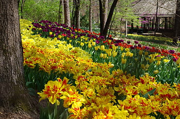 Royalty Free Garvan Woodland Gardens Tulips Photos Free Download