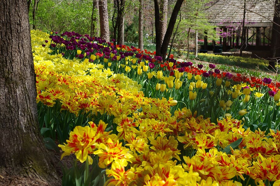 garvan woodland gardens, flower garden, scenic, spring, purple tulips, yellow tulips, flowers, nature, botanical, hot springs arkansas