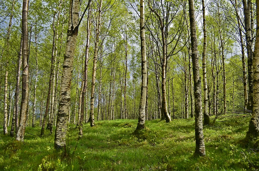 hijau, pohon, siang hari, birch, hutan birch, hutan, musim semi, alergi, alergi-, pemicu alergi