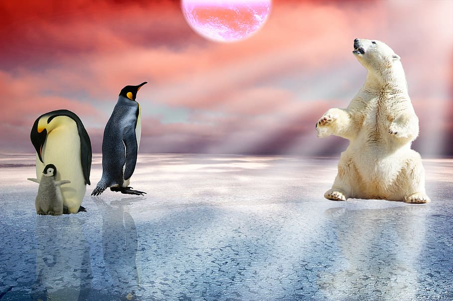 white, polar, bead, penguins, polar bear, arctic, bear, winter, animal, cute