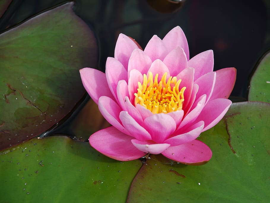 lotus flower, body, water, lilypad, water lily, water rose, aquatic plant, lake rose, pond, blossom