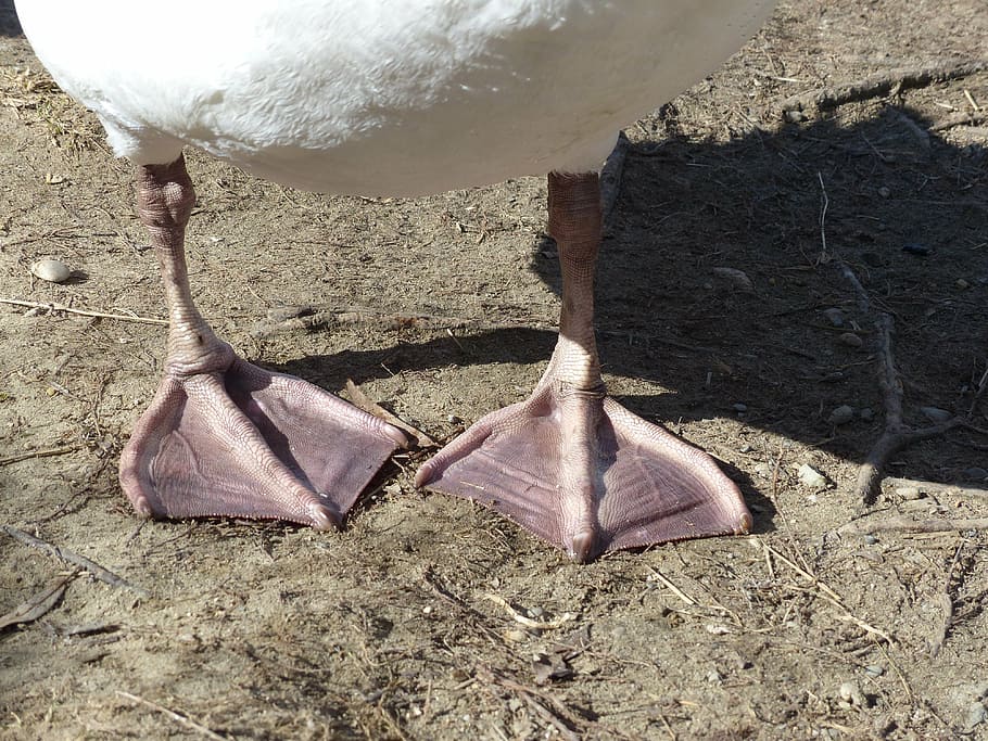 two, duck feet, gray, ground, daytime, mute swan, swan, bird, animal, cygnus olor