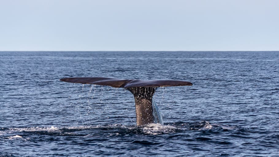 whale under water, Sperm Whale, Caudal Fin, Sea, wal, fin, marine mammals, norway, water, mammal
