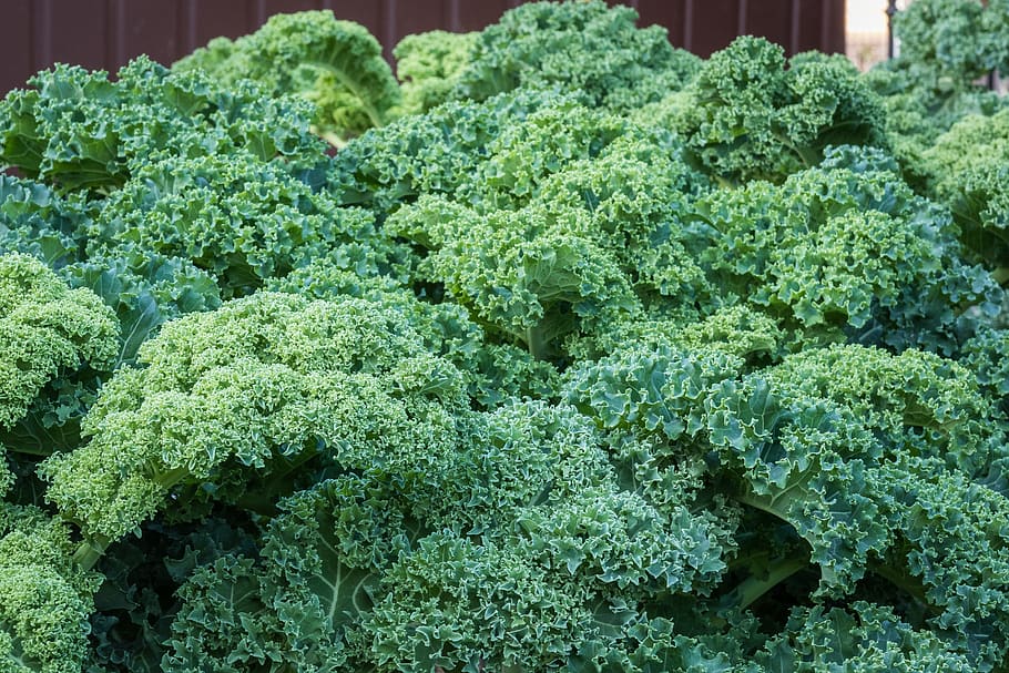 kale, foliage, green, a vegetable, healthy, garden, the cultivation of, corrugated leaves, cabbage, lettuce