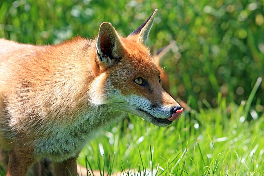 red, fox, grass ground, daytime, licking, lips, licking lips, tongue, head, face