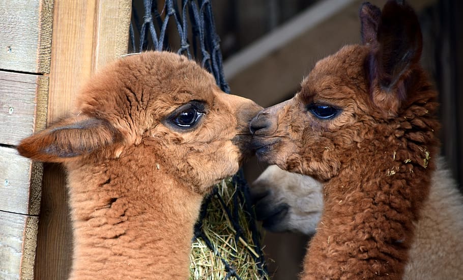 two, brown, lambs, kissing, alpaca, animal, wool, mammal, fur, fluffy
