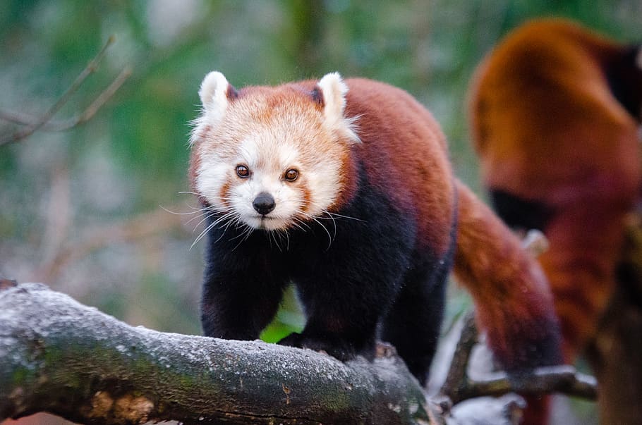 Red Panda, red panda on tree, animal wildlife, animal themes, animals in the wild, animal, mammal, vertebrate, one animal, focus on foreground