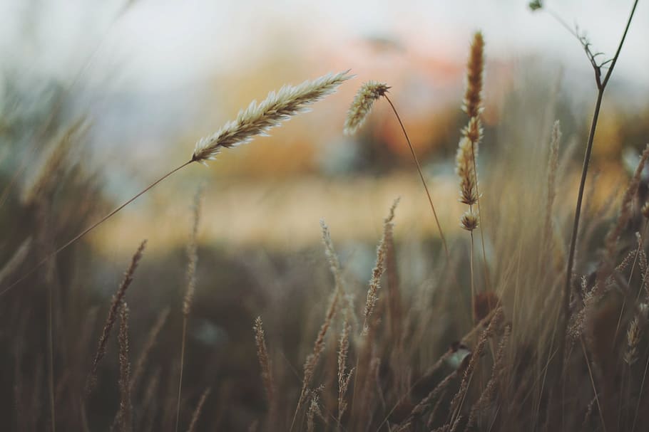 green grass fied, selective, focus, photography, brown, leaf, wheat fields, nature, growth, field