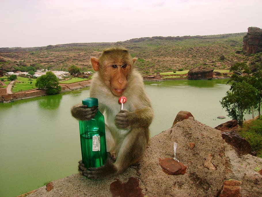 holding, green, bottle, daytime, Monkey, Lollipop, Water Bottle, Badami, india, animal