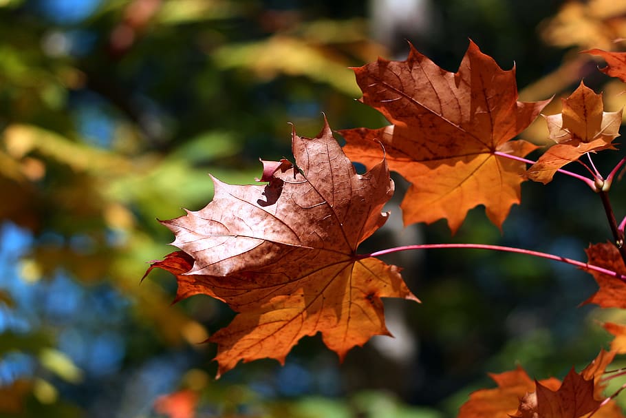 árvore, folhas, imagem, capturada, madeiras, close-up, cores de outono, na floresta, Kent, Inglaterra