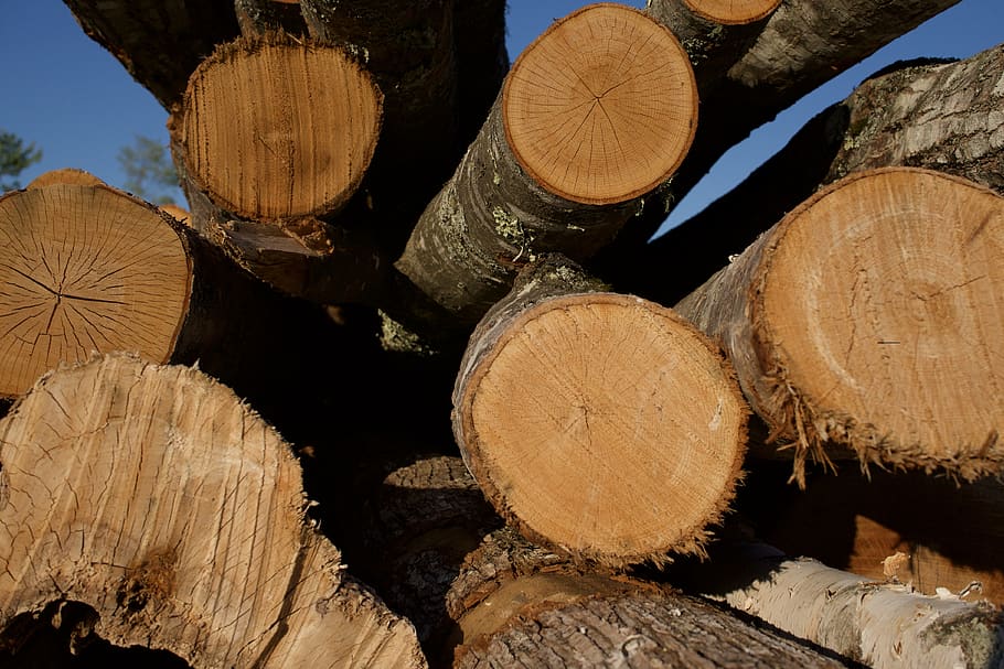 madera, madera aserrada, troncos, al aire libre, madera dura, sierra, fondos, marrón, texturado, granulado