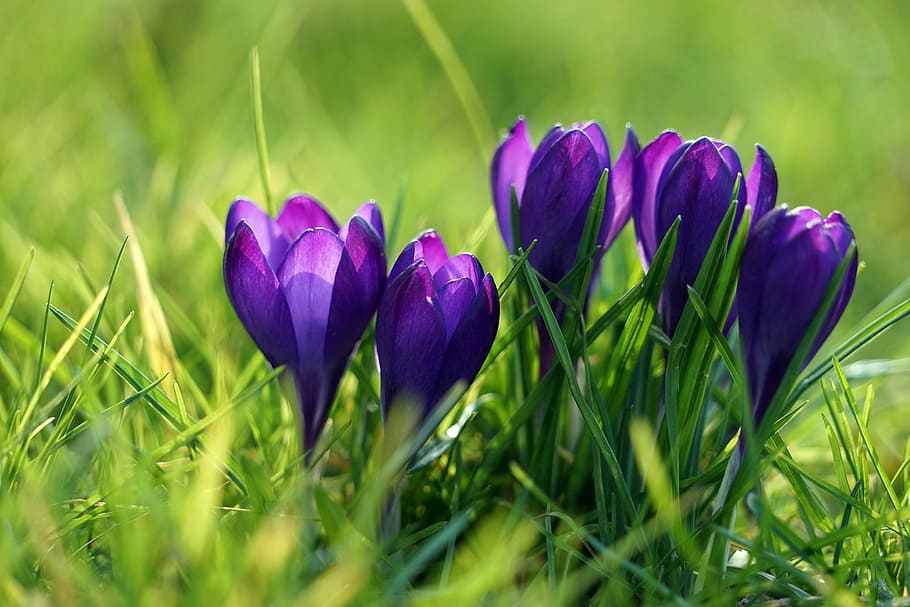 crocus, purple, spring, spring flower, early bloomer, violet, spring crocus, flower, grass, easter