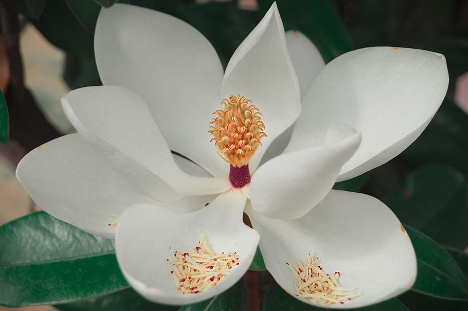 magnolia, flor, planta, polinización, flor blanca, polen, vegetación de  florida, jardín, estambres, árbol | Pxfuel