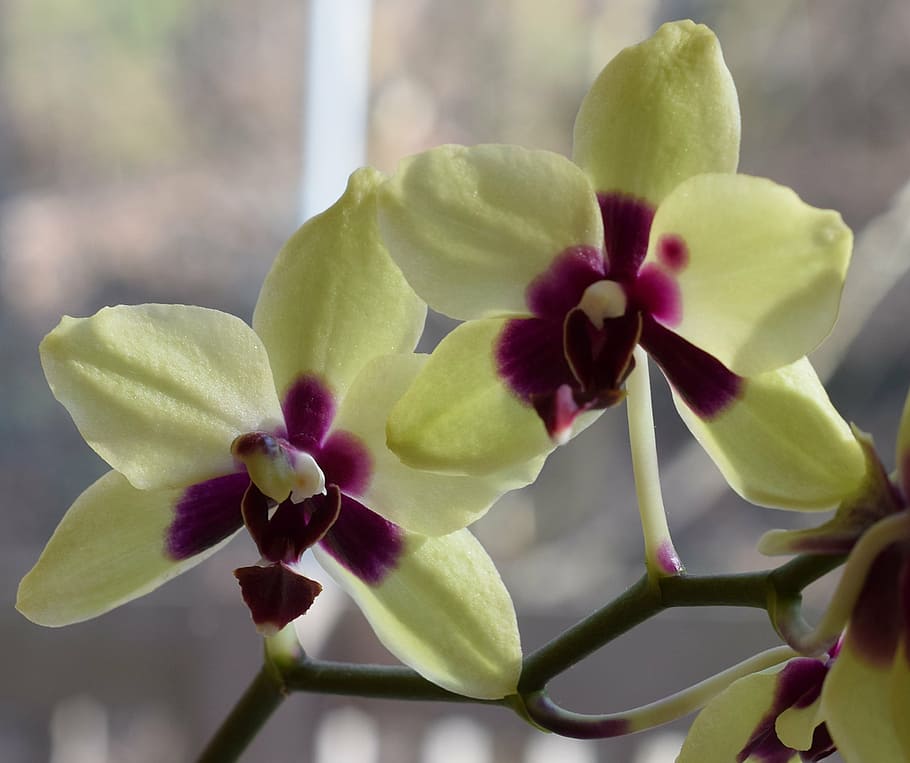 phalaenopsis híbrido, phalaenopsis, orquídea, amarillo, rojo, planta de maceta, planta, tropical, flor, floral