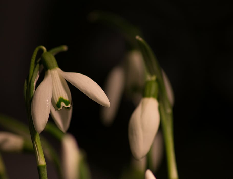 snowdrop, macro, white flowers, spring, flower, freshness, plant, beauty in nature, growth, flowering plant