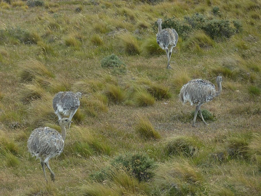 Chile, South America, Landscape, Nature, rhea bird, bouquet, steppe, patagonia, animal wildlife, animals in the wild