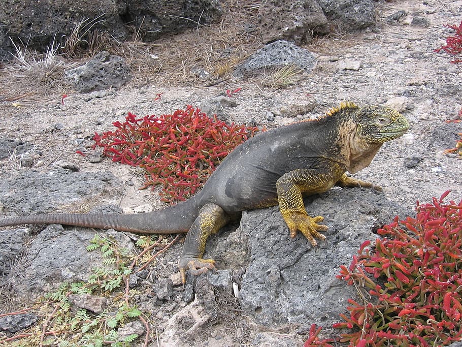 iguana, galapagos, beach, sand, rocks, reptile, wildlife, nature, island, tropical