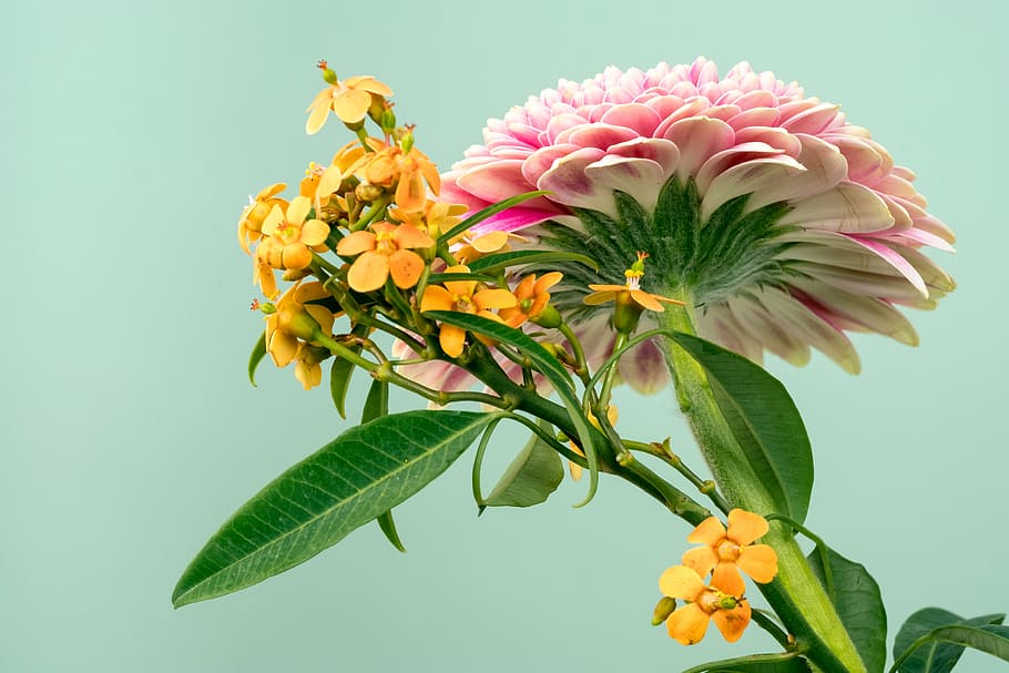 pink, yellow, petaled flower, green, leaf, flower, nature, plant, petals, flower head