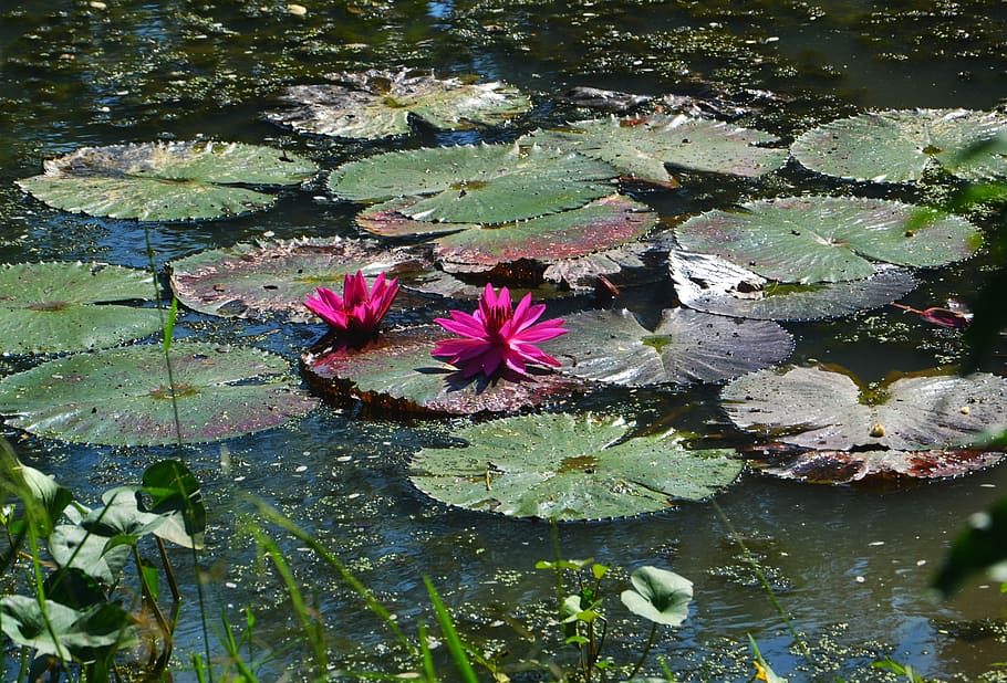 purple, lotus flower, green, lily pad, pond, lake, lily, flower, water, nature