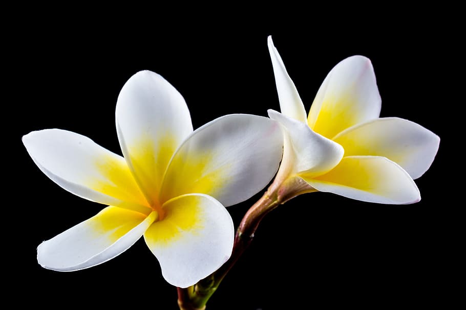 close, photography, white-and-yellow plumeria flower, blossom, bloom, flower, white, yellow, frangipani, plumeria